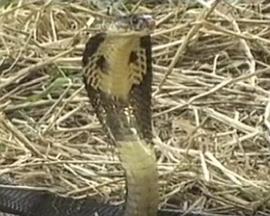 孤胆保镖影视海报