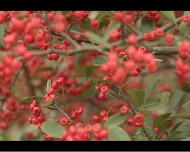 h版睡美人 在线影视海报